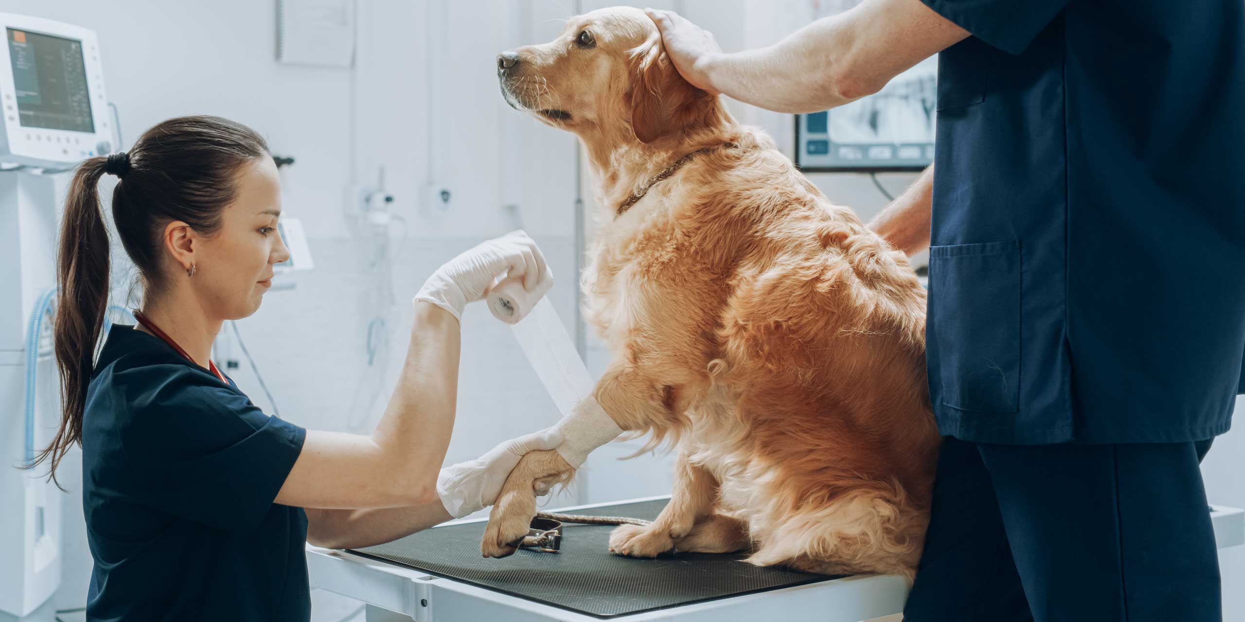 Tierärztliche Assistenz